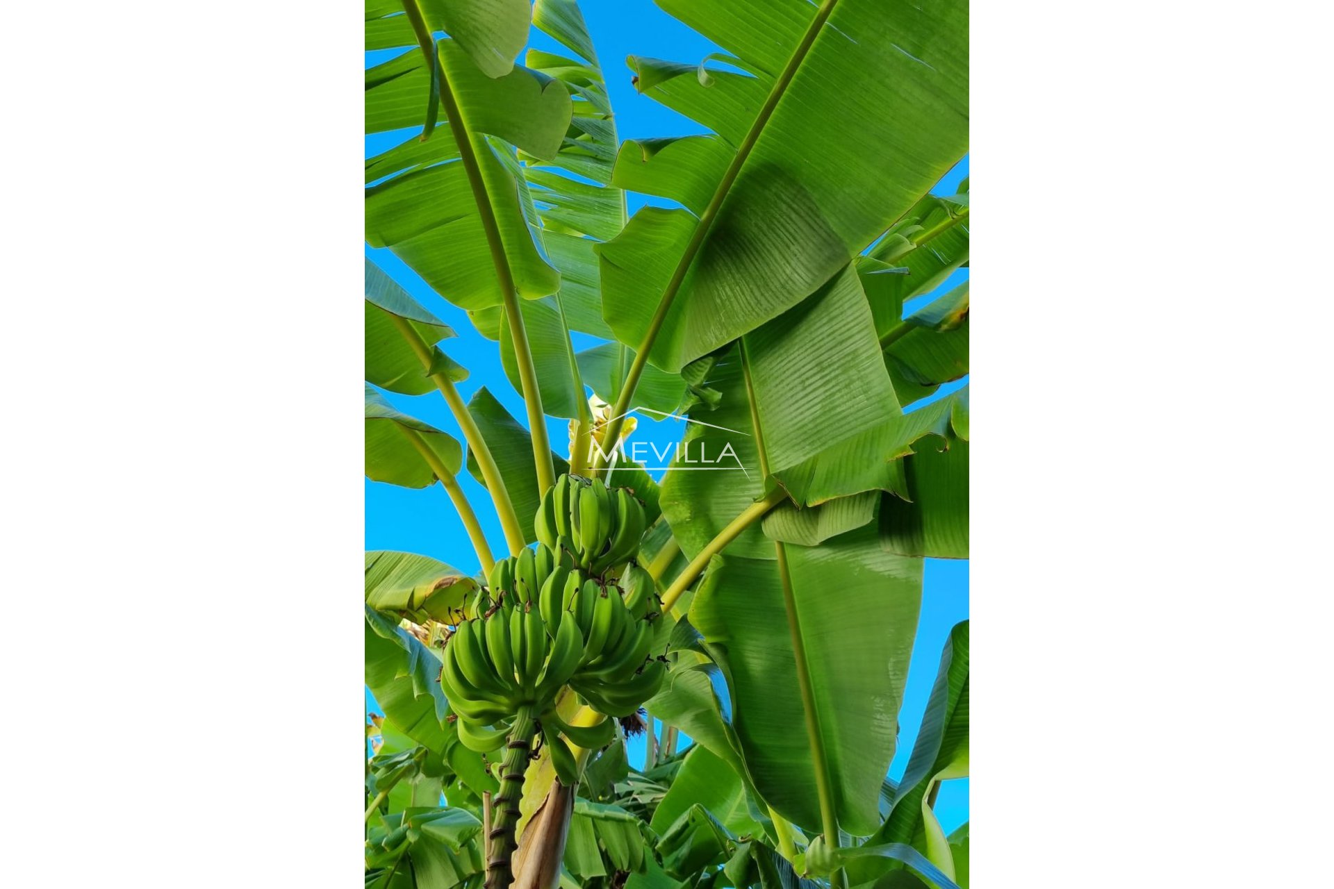 Reventes - Villa - Orihuela Costa - Campoamor